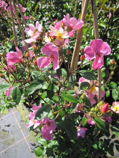 Rosa Plaisanterie